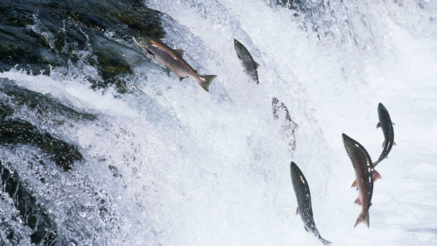 Illustration for article titled So Apparently There Is Something Called A Salmon And It’s Freaking Adorable
